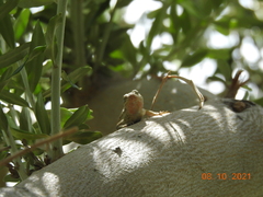 Urosaurus graciosus graciosus