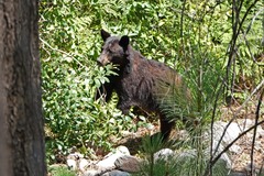 Ursus americanus amblyceps