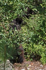 Ursus americanus amblyceps