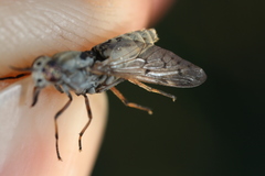 Silvius quadrivittatus