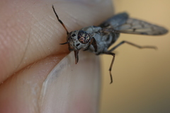 Silvius quadrivittatus