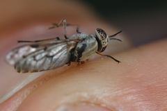 Silvius quadrivittatus