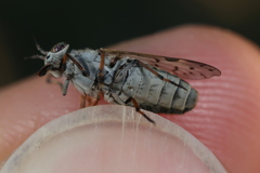 Silvius quadrivittatus