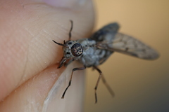 Silvius quadrivittatus