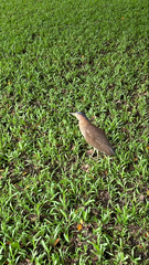 Gorsachius melanolophus