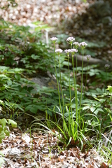 Allium drummondii