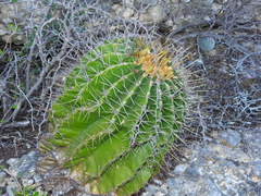 Ferocactus echidne victoriensis