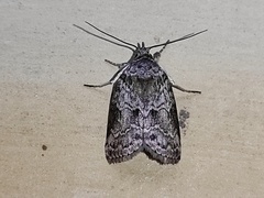 Characoma
