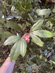 Acronychia pubescens