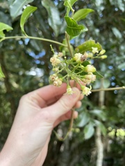 Dysoxylum fraserianum