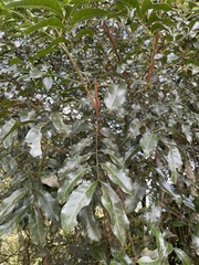 Dysoxylum fraserianum