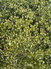 Psychotria daphnoides