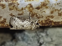 Characoma