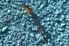 Ischnura elegans