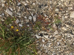 Potentilla bimundorum