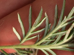 Potentilla bimundorum