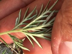 Potentilla bimundorum