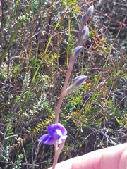 Thelymitra angustifolia