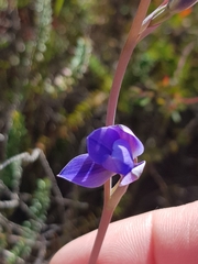 Thelymitra angustifolia