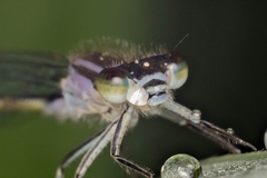 Ischnura elegans