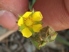 Potentilla bimundorum