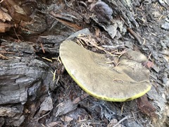 Butyriboletus persolidus