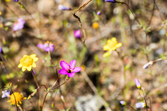 Leptosiphon ambiguus