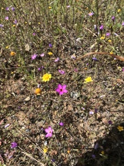 Leptosiphon ambiguus