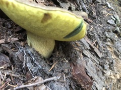 Butyriboletus persolidus