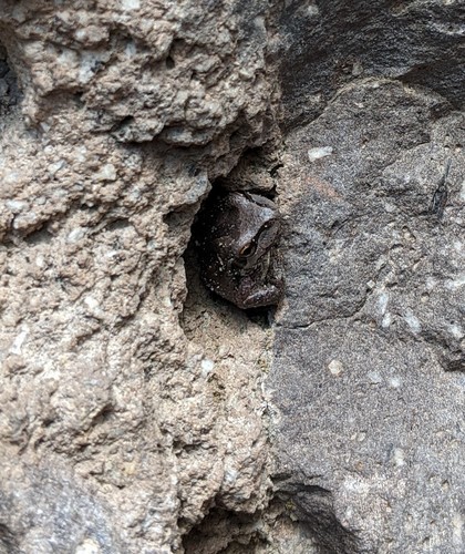 iNaturalist observation 2020-07-28