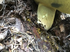Butyriboletus persolidus