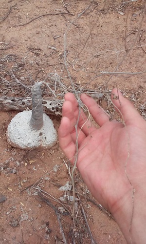 Ibervillea sonorae
