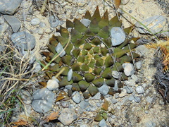 Ariocarpus trigonus