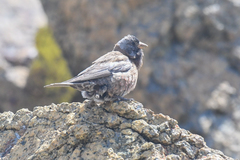 Leucosticte tephrocotis littoralis