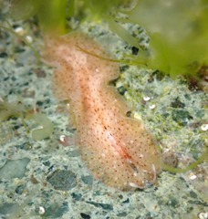 Enchiridium punctatum