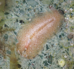 Enchiridium punctatum