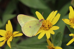 Colias skinneri