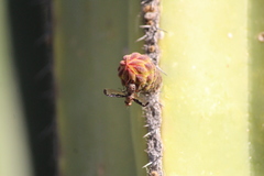 Diacrita costalis