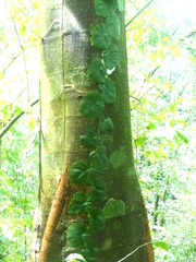 Monstera tuberculata