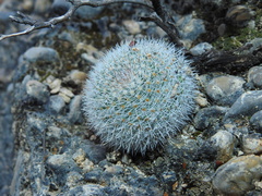 Mammillaria klissingiana