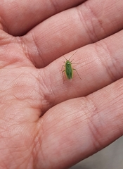 Lygocoris rugicollis
