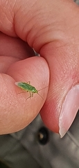 Lygocoris rugicollis