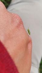 Lygocoris rugicollis