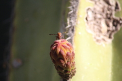 Diacrita costalis