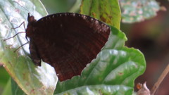 Elymnias hypermnestra beatrice