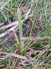 Typha orientalis