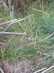 Typha orientalis