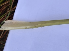 Typha orientalis
