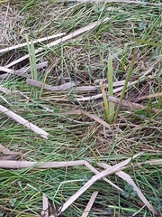 Typha orientalis
