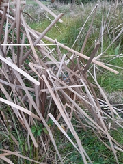 Typha orientalis